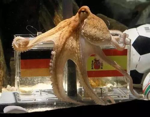 欧洲杯章鱼是什么（章鱼直播欧冠）